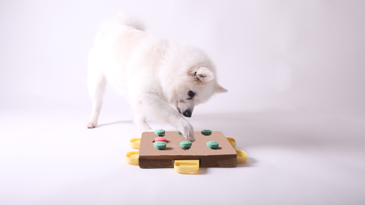 Easy Enrichment Ideas to Keep Your Dog Active