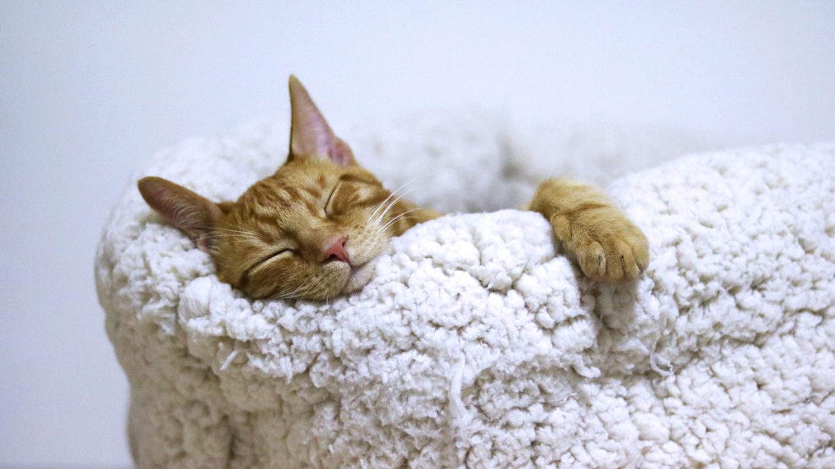 How to Create a More Cat-Friendly Home