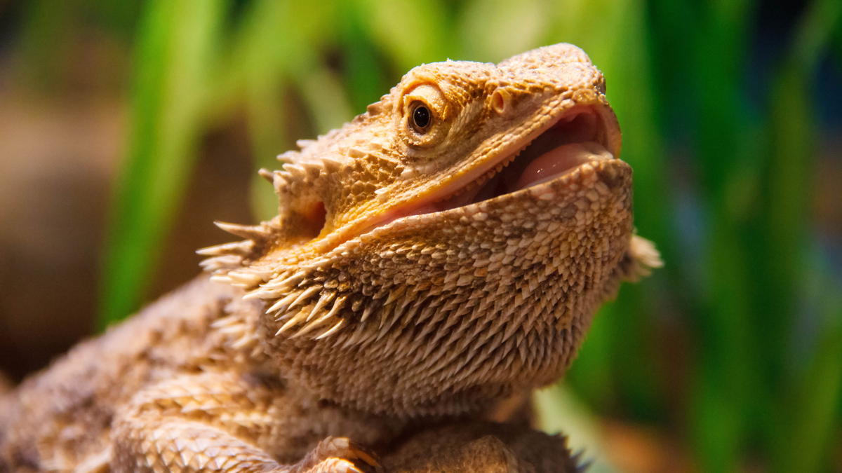 Bearded Dragon Vivarium Setup: Essential Checklist