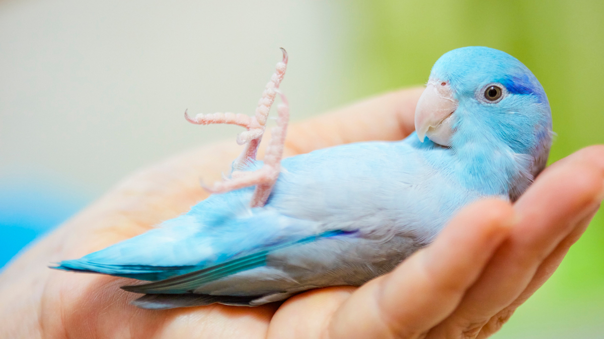 How to Keep Your Pet Bird Active and Entertained