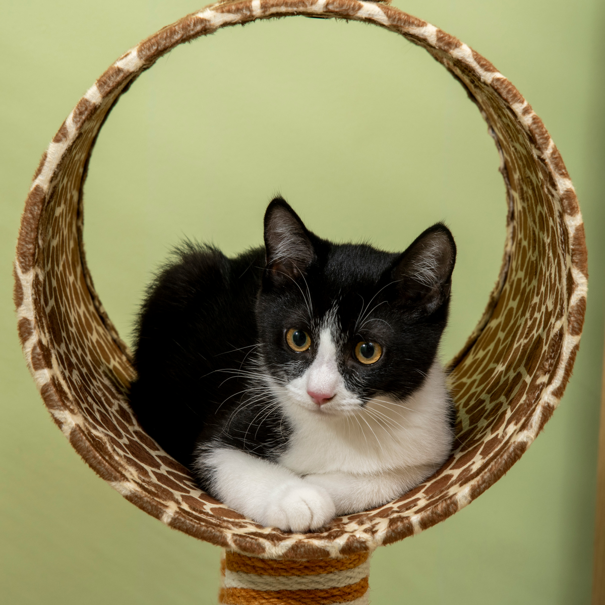 Cat Tree Cute Giraffe Kitten Play Tower W/ Scratching Posts Tunnel Ball Pawhut