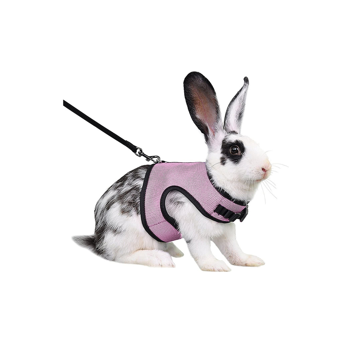 main.png