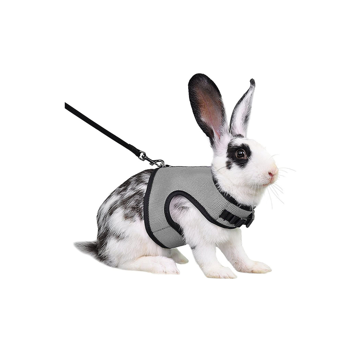 main.png